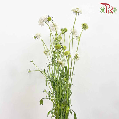 Scabiosa Colour White (Per Bundle) - Pudu Ria Florist Southern