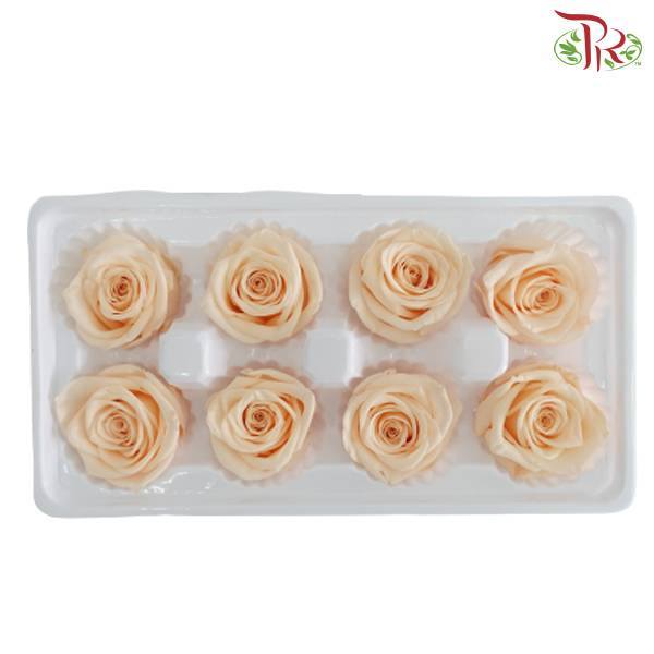 8 Bloom Preservative Rose - Champagne - Pudu Ria Florist Southern