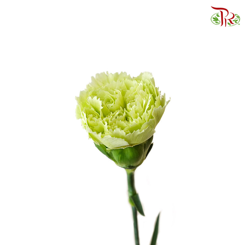 Carnation Green (18-20 Stems) - Pudu Ria Florist Southern