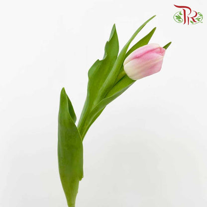 Tulip Light Pink (8-9 Stems) - Pudu Ria Florist Southern