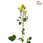 Rose Spray Yellow (8-10 Stems) - Pudu Ria Florist Southern