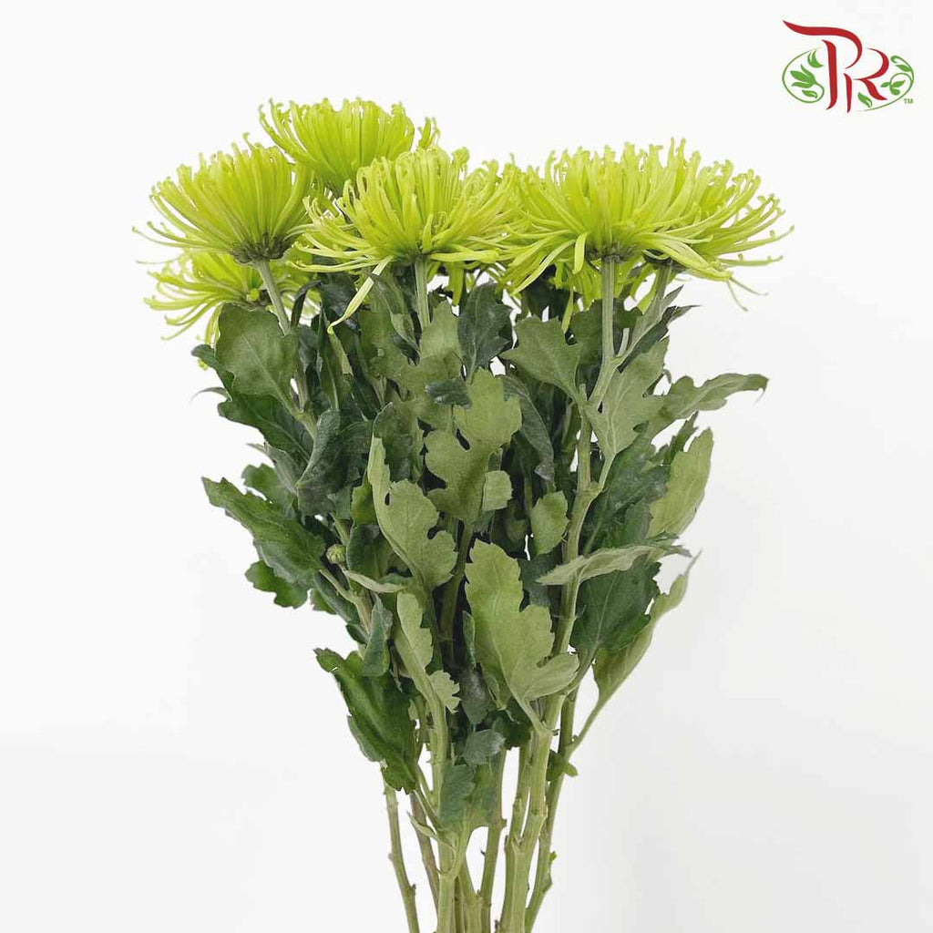Net Mum Chrysanthemum Green (10-12 Stems) - Pudu Ria Florist Southern