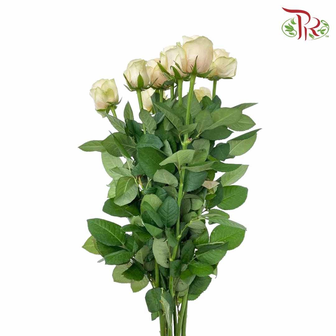 Rose Champagne (8-10 Stems) - Pudu Ria Florist Southern