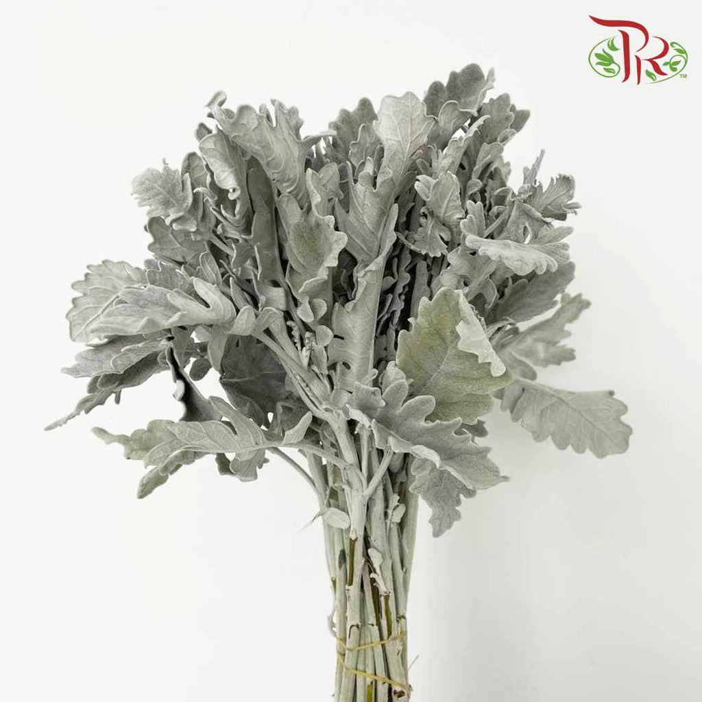Dusty Miller - Pudu Ria Florist Southern