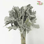 Dusty Miller - Pudu Ria Florist Southern