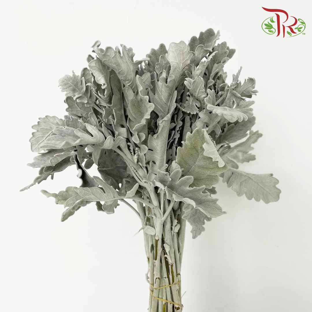 Dusty Miller - Pudu Ria Florist Southern