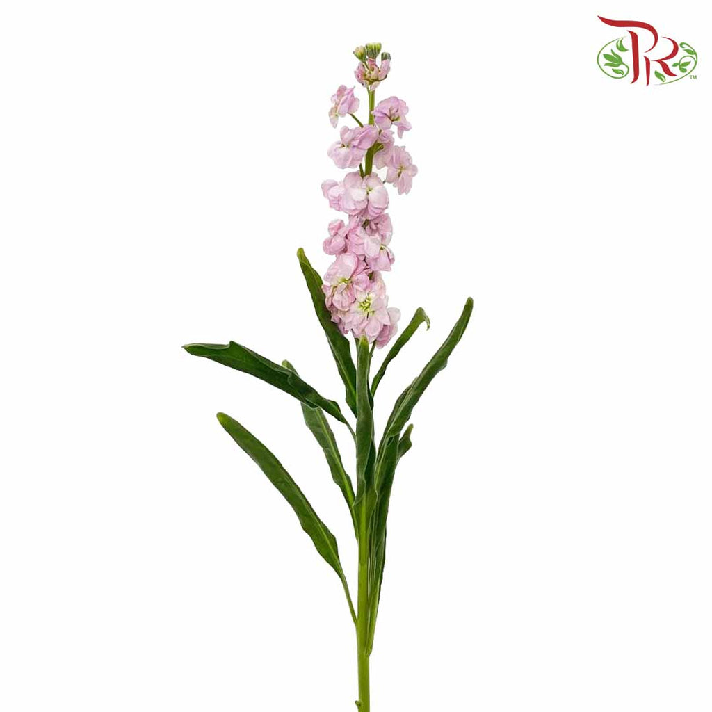 Matthiola Light Pink (Per Bundle) - Pudu Ria Florist Southern