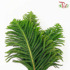 Araucaria Cunninghamii (3 Stems) - Pudu Ria Florist Southern
