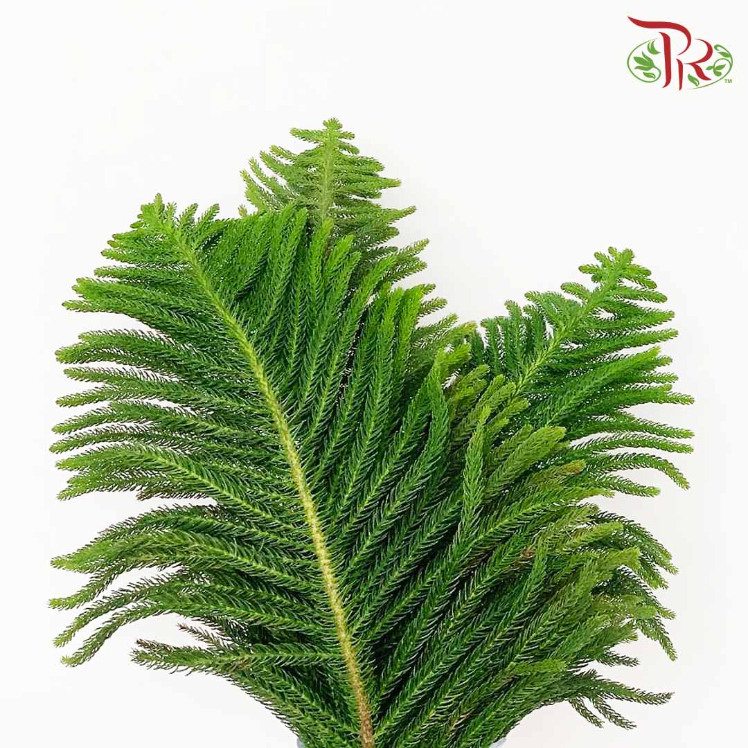 Araucaria Cunninghamii (3 Stems) - Pudu Ria Florist Southern
