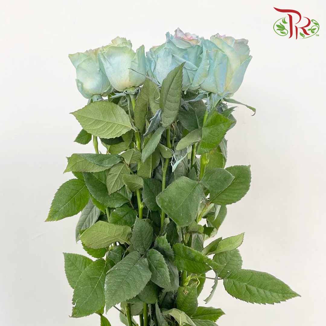 Rose Mondial Dyed Jellyfish (8-10 Stems) - Pudu Ria Florist Southern
