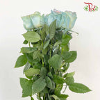 Rose Mondial Dyed Jellyfish (8-10 Stems) - Pudu Ria Florist Southern