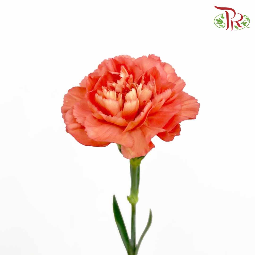 Carnation Orange (18-20 Stems) - Pudu Ria Florist Southern