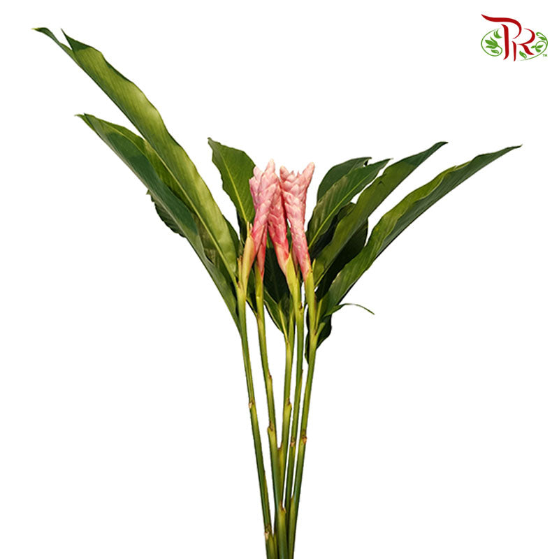 Ginger Pink (5 Stems) - Pudu Ria Florist Southern