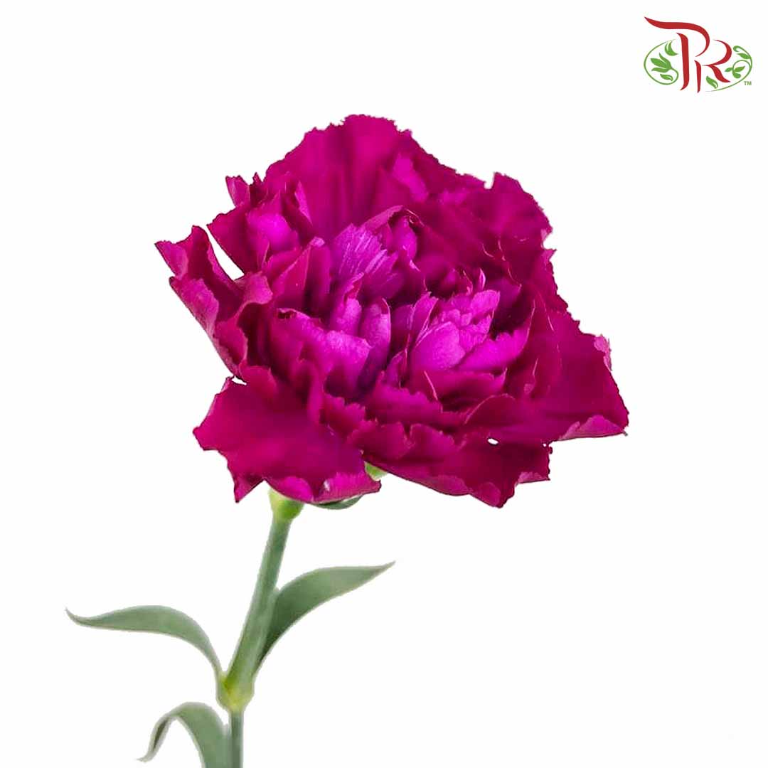 Carnation Purple (18-20 Stems) - Pudu Ria Florist Southern
