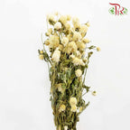 Dry Gomphrena - White / Per Bundle - Pudu Ria Florist Southern