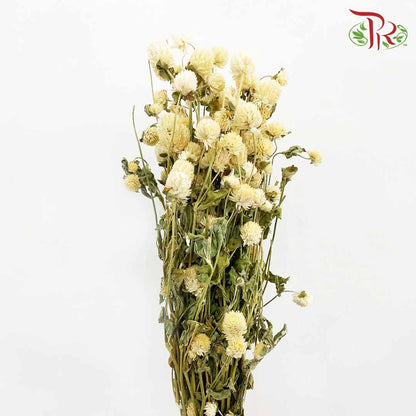 Dry Gomphrena - White / Per Bundle - Pudu Ria Florist Southern