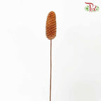 Dry Pine Cone - Pudu Ria Florist Southern