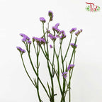 Statice Purple - Pudu Ria Florist Southern