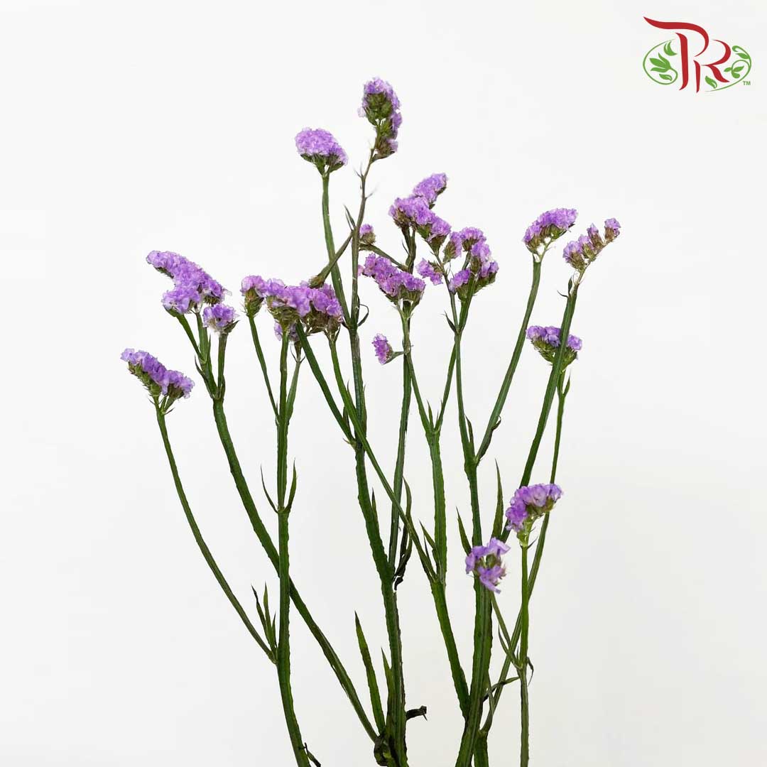 Statice Purple - Pudu Ria Florist Southern