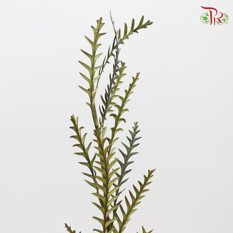 Preservative Grevillea - Pudu Ria Florist Southern