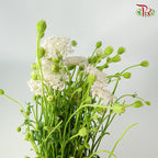 Trachymene Coerulea Pink - Pudu Ria Florist Southern