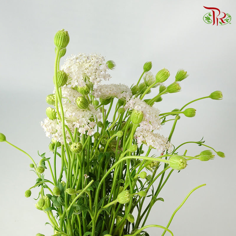 Trachymene Coerulea Pink - Pudu Ria Florist Southern