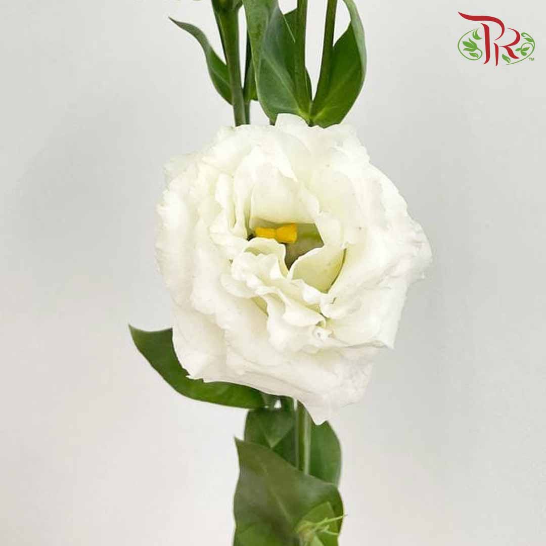 Eustoma White (12-15 Stems) - Pudu Ria Florist Southern