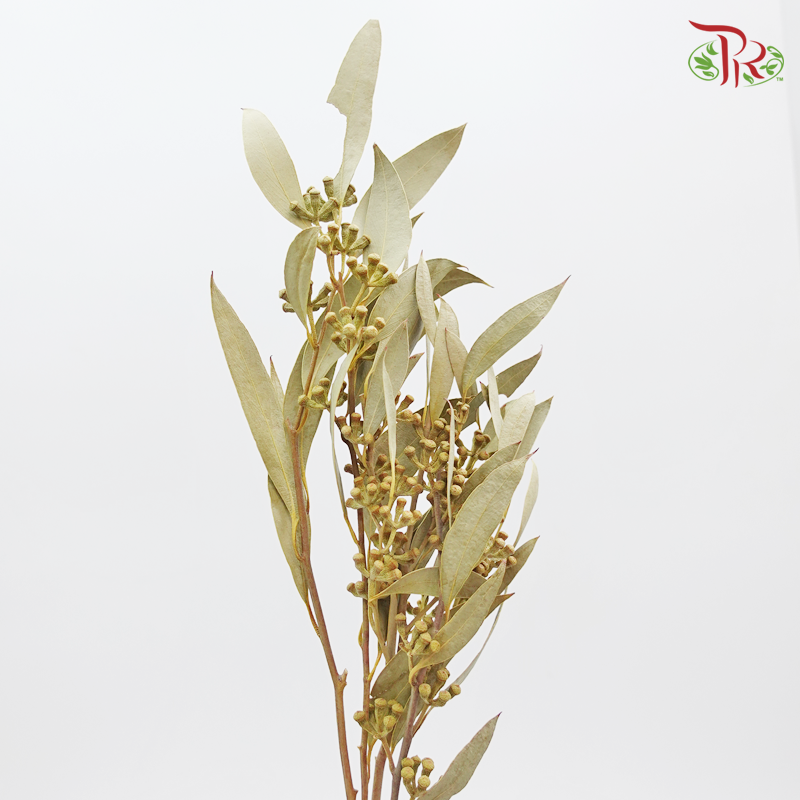 Preservative Eucalyptus Sideroxylo - Pudu Ria Florist Southern