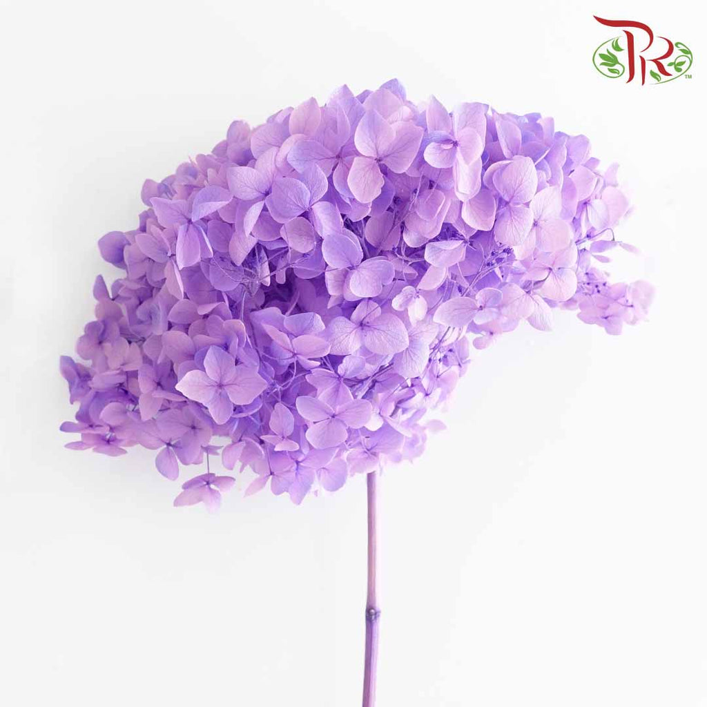 Preservative Hydrangea - Two Toned Purple / Per Stem - Pudu Ria Florist Southern