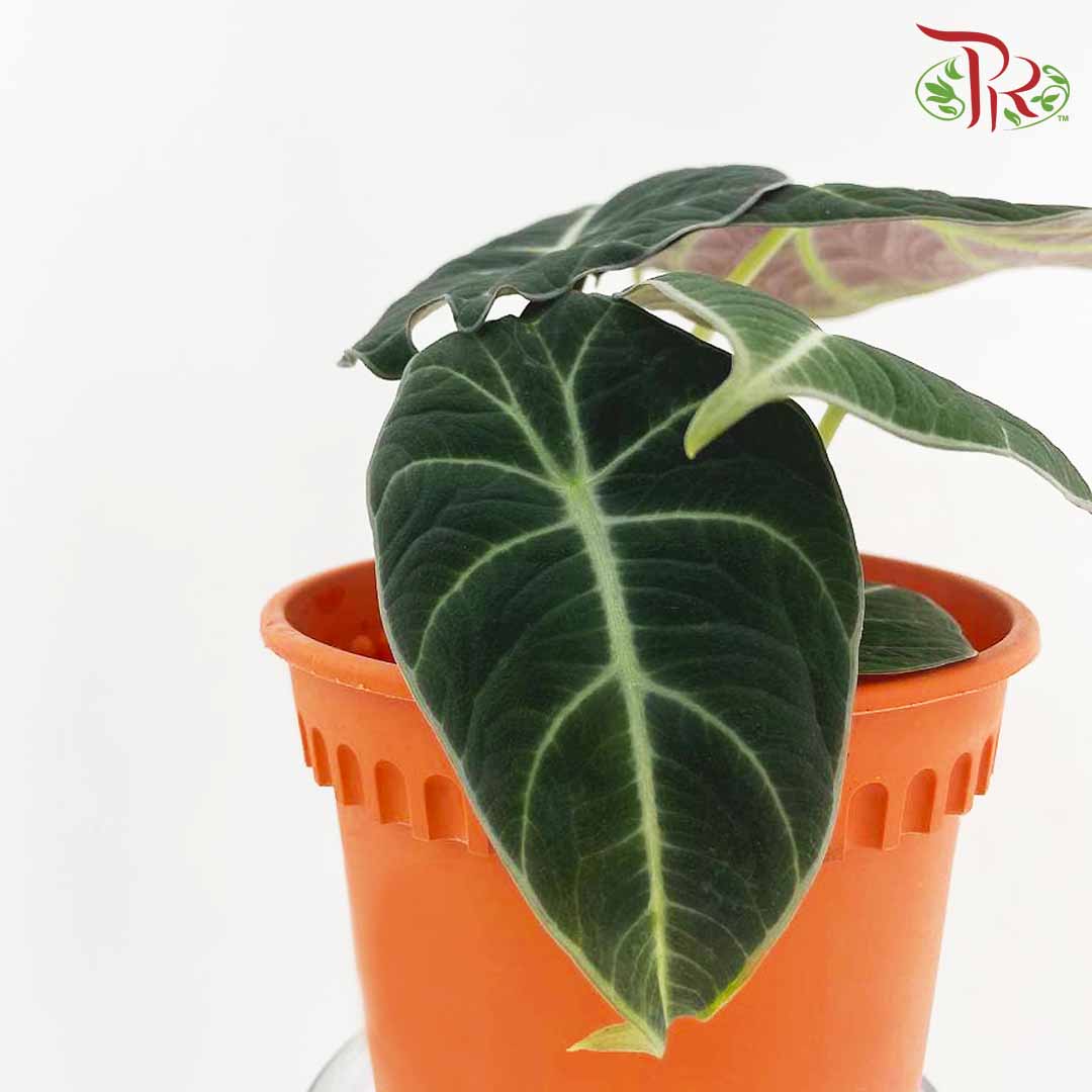 Alocasia Black Velvet - Pudu Ria Florist Southern