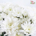 Chrysanthemum Pompom White (10-12 Stems) - Pudu Ria Florist Southern
