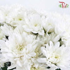 Chrysanthemum Pompom White (10-12 Stems) - Pudu Ria Florist Southern