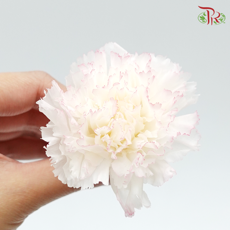 Preservative Carnation (8 Blooms) White/Purple - Pudu Ria Florist Southern