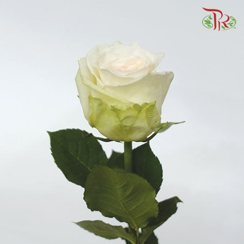 Rose Ohara (10-12 Stems) - Pudu Ria Florist Southern