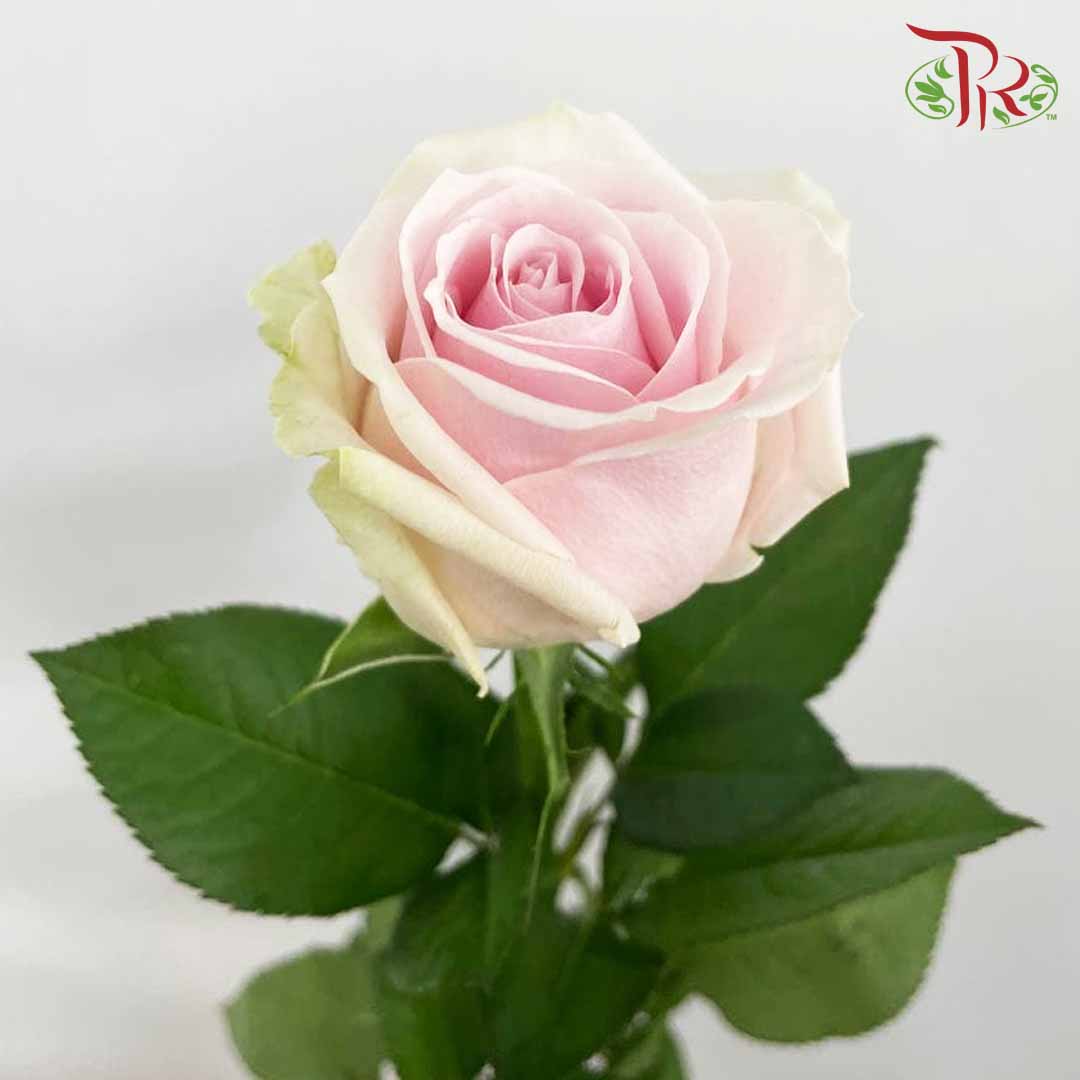 Rose Pink Avalanche (8-10 Stems) - Pudu Ria Florist Southern