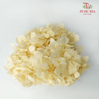 Preservative Hydrangea - Yellow - Pudu Ria Florist Southern
