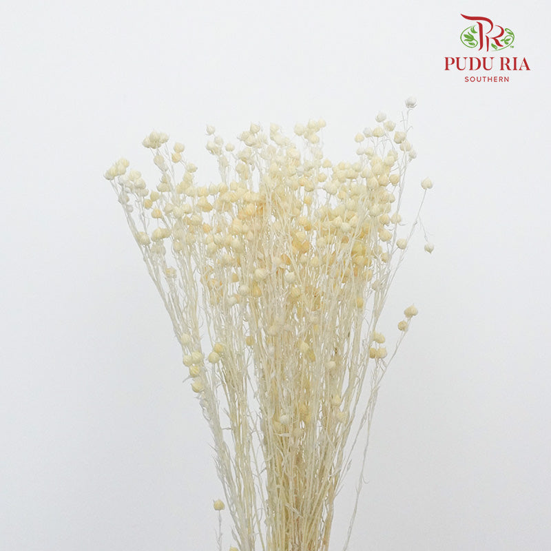 Dry Acacia Mimosa - Yellow - Pudu Ria Florist Southern