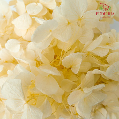 Preservative Hydrangea - Yellow - Pudu Ria Florist Southern