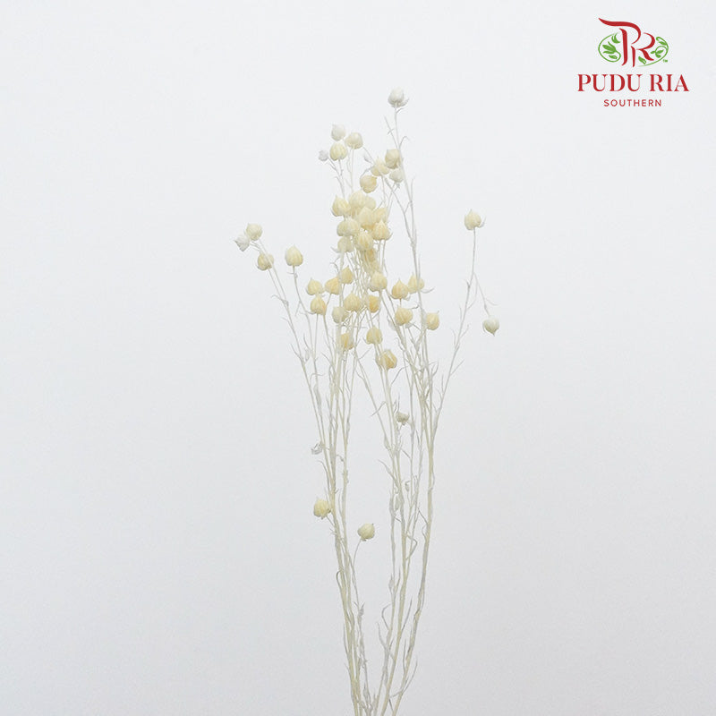 Dry Acacia Mimosa - Yellow - Pudu Ria Florist Southern
