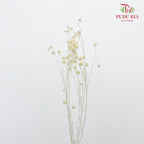 Dry Acacia Mimosa - Yellow - Pudu Ria Florist Southern