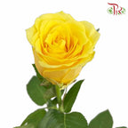 Rose Yellow (8-10 Stems) - Pudu Ria Florist Southern