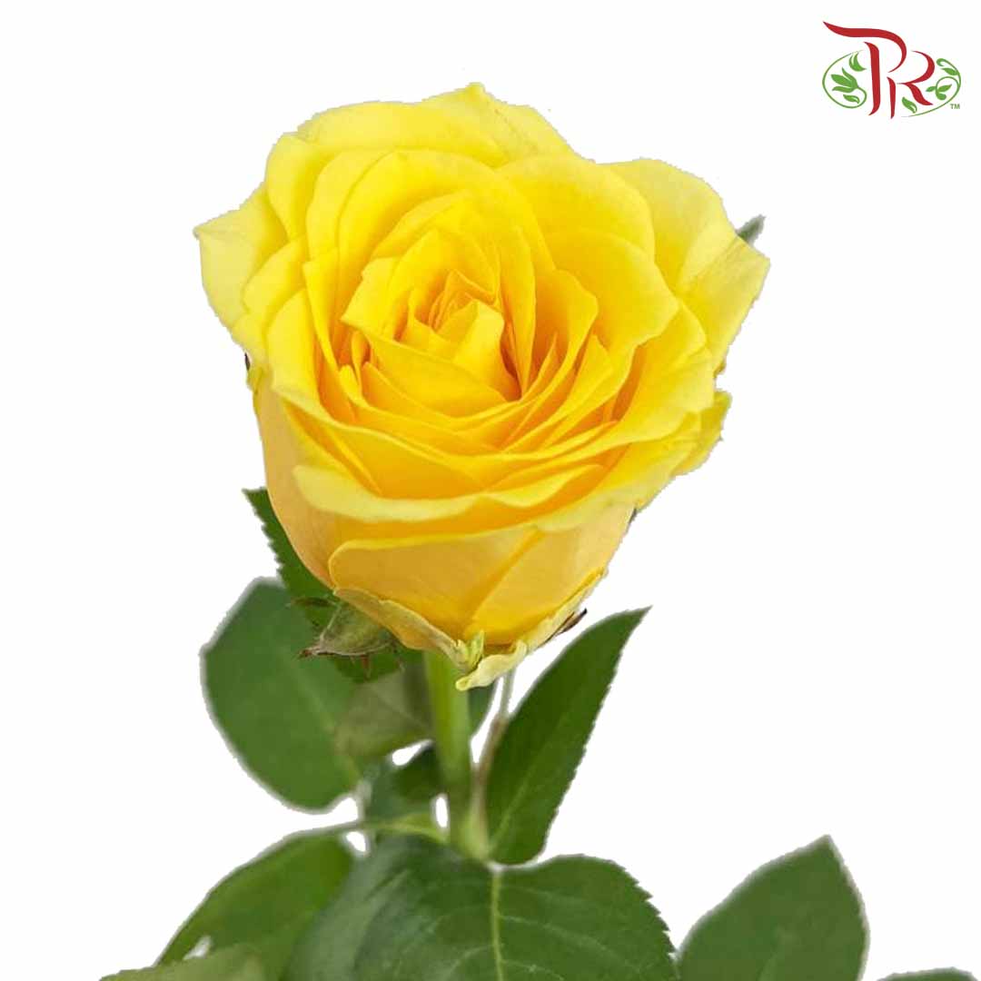 Rose Yellow (8-10 Stems) - Pudu Ria Florist Southern