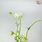 Trachymene Coerulea White - Pudu Ria Florist Southern