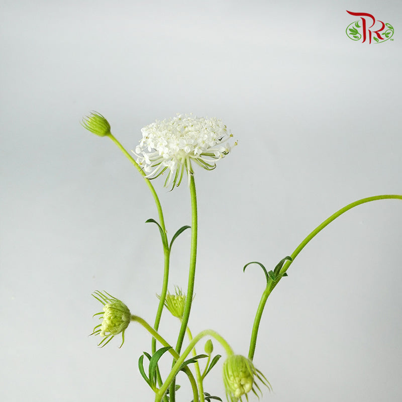 Trachymene Coerulea White - Pudu Ria Florist Southern