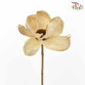 Dry Orange Lint - Pudu Ria Florist Southern
