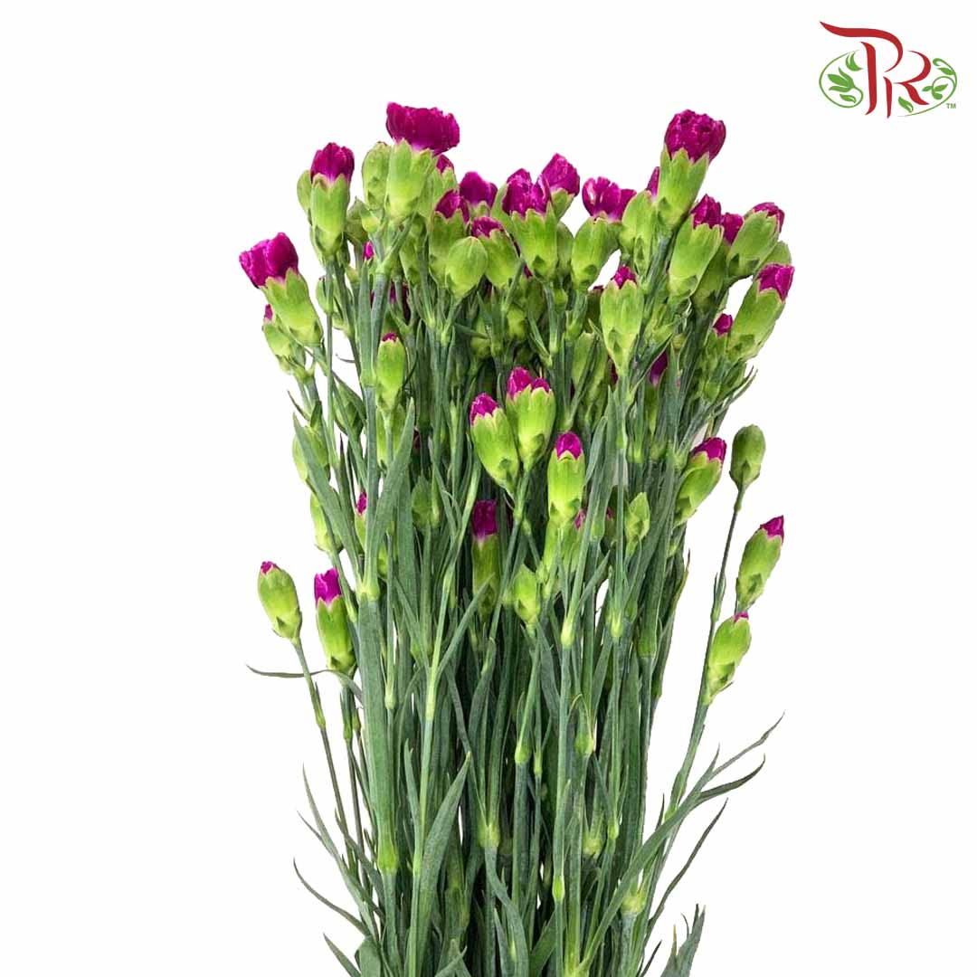 Carnation Spray Purple (18-20 Stems) - Pudu Ria Florist Southern