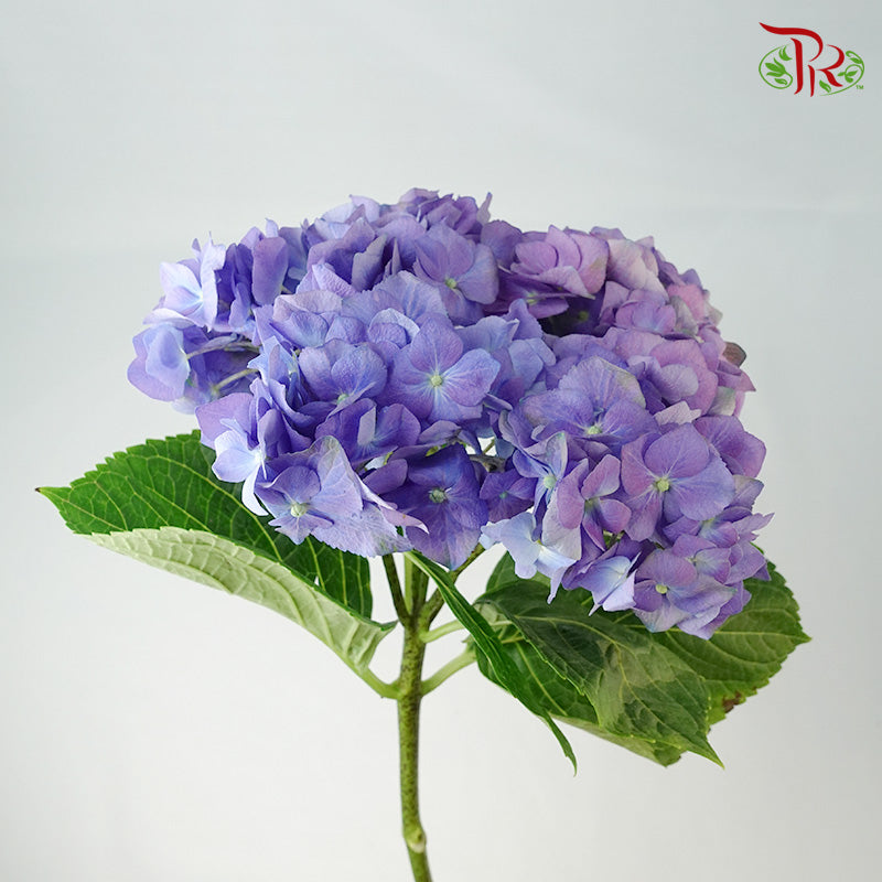 Hydrangea Purple / Per Stem - Pudu Ria Florist Southern
