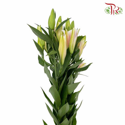 Lily Pink (5 Stems) - Pudu Ria Florist Southern