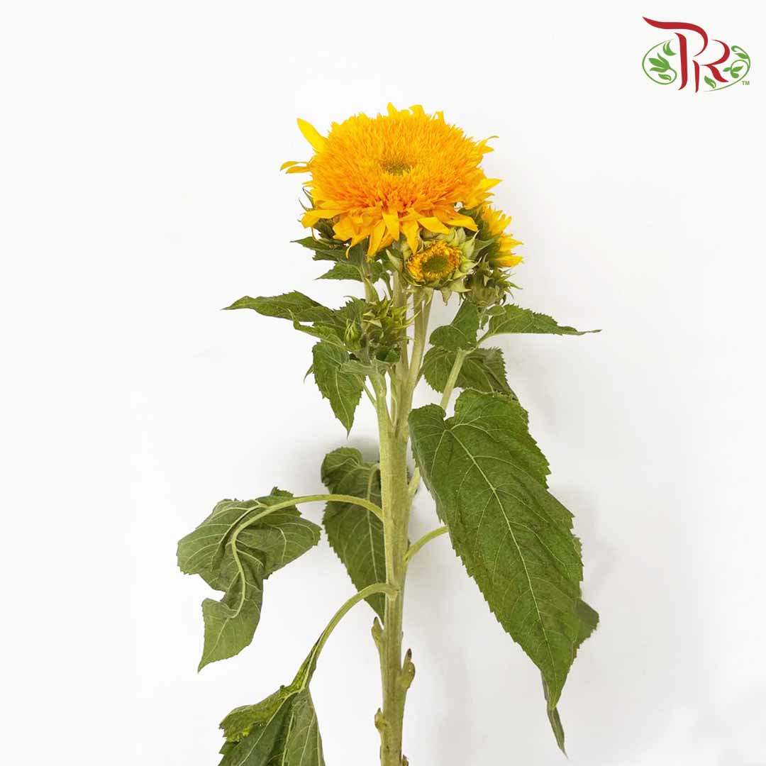 Sunflower Teddy Bear / Per Stem - Pudu Ria Florist Southern