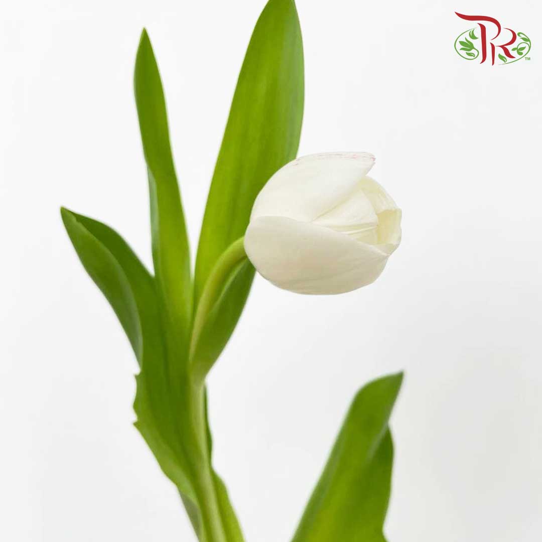 Tulip White (8-9 Stems) - Pudu Ria Florist Southern